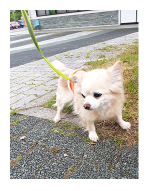 チワワ 老犬 福 吠 四国 石鎚山 愛媛 道後温泉 どうご いしづち みかん 蜜柑 ペット 泊 爺 犬 まんが 漫画 マンガ