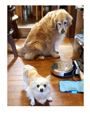 チワワ 老犬 福 吠 四国 北条 海賊 村上 博多の 伯方の 潮 工場 ペット 泊 爺 犬 まんが 漫画 マンガ
