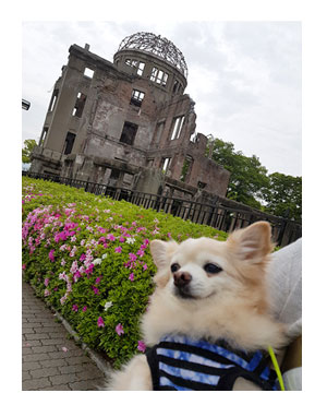チワワ 老犬 福 吠 広島 原爆 記念 お好み 広島焼 こころ 和心 ペット 泊 爺 犬 まんが 漫画 マンガ