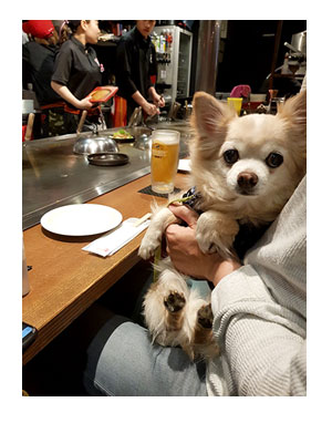 チワワ 老犬 福 吠 広島 原爆 記念 お好み 広島焼 こころ 和心 ペット 泊 爺 犬 まんが 漫画 マンガ