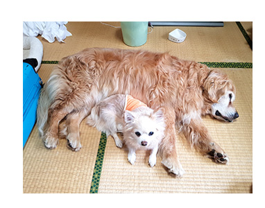 チワワ 老犬 福 吠 四国 北条 大型 宿犬 看板犬 レトリバー ペット 泊 爺 犬 まんが 漫画 マンガ