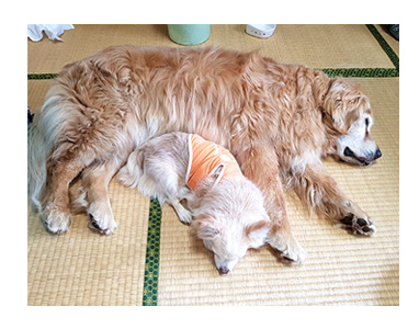 チワワ 老犬 福 吠 四国 北条 大型 宿犬 看板犬 レトリバー ペット 泊 爺 犬 まんが 漫画 マンガ