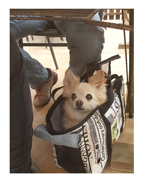 チワワ 老犬 福 吠 広島 宮島 厳島 牡蠣 もみじ 島 車 泊 ペット 泊 爺 犬 まんが 漫画 マンガ