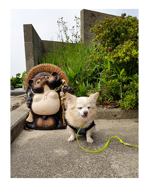 チワワ 老犬 福 吠 岡山 頭島 かしら 瀬戸内 貸し 別荘 島 車 泊 ペット 泊 爺 犬 まんが 漫画 マンガ