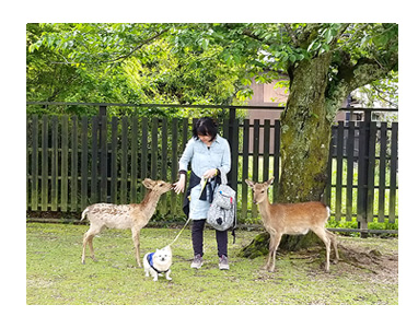 チワワ 老犬 福 吠 広島 宮島 厳島 書き割り 顔 ハメ はめ 写真 爺 犬 まんが 漫画 マンガ