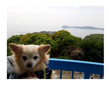 チワワ 老犬 福 吠 広島 宮島 厳島 書き割り 顔 ハメ はめ 写真 爺 犬 まんが 漫画 マンガ
