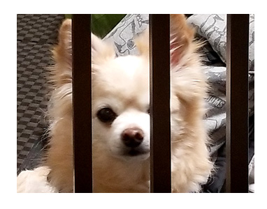 チワワ 老犬 福 吠 広島 宮島 厳島 書き割り 顔 ハメ はめ 写真 爺 犬 まんが 漫画 マンガ