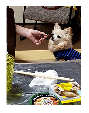 チワワ 老犬 福 吠 伊賀 三重 桜 夢 忍者 銭湯 凄 安心 貸 一棟 犬 まんが 漫画 マンガ