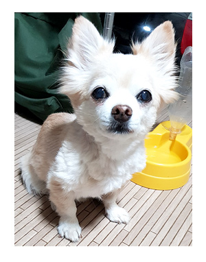 サマーカット 2019 人 バリカン 家 自分 チワワ 犬