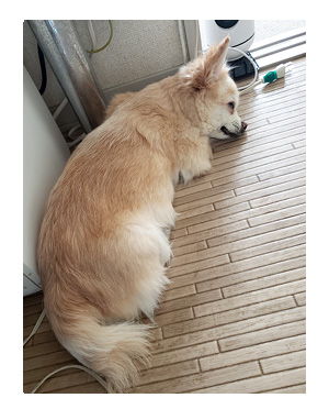 チワワ 老犬 福 吠 おばあちゃん おじいちゃん シニア ペット 床 滑 マット タイル 対策 爺 犬 まんが 漫画 マンガ