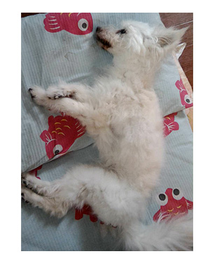 トク マルチーズ スピッツ 老犬 福 吠 おばあちゃん 腎臓 亡 虹の橋 シニア ペット 心臓 臨終 犬 まんが 漫画 マンガ