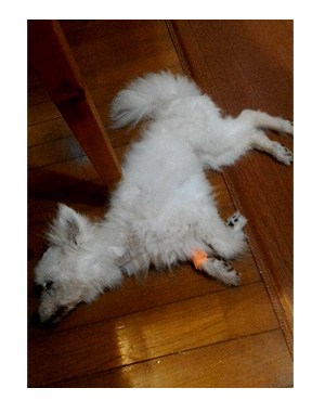 トク マルチーズ スピッツ 老犬 福 吠 おばあちゃん 腎臓 亡 虹の橋 シニア ペット 心臓 臨終 犬 まんが 漫画 マンガ