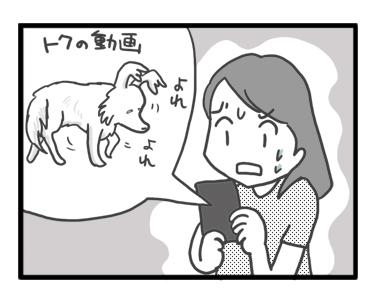 トク マルチーズ スピッツ 老犬 福 吠 おばあちゃん 腎臓 亡 虹の橋 シニア ペット 心臓 臨終 犬 まんが 漫画 マンガ