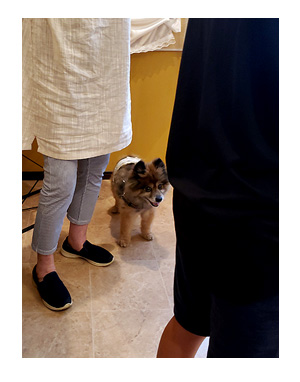 トク マルチーズ スピッツ 老犬 福 吠 おばあちゃん 亡 虹の橋 シニア ペット 心臓 臨終 葬式 骨 焼 まんが 漫画 マンガ
