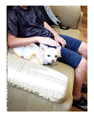トク マルチーズ スピッツ 老犬 福 吠 おばあちゃん 亡 虹の橋 シニア ペット 心臓 臨終 葬式 骨 焼 まんが 漫画 マンガ