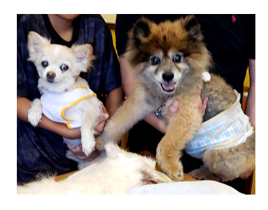 トク マルチーズ スピッツ 老犬 福 吠 おばあちゃん 亡 虹の橋 シニア ペット 心臓 臨終 葬式 骨 焼 まんが 漫画 マンガ