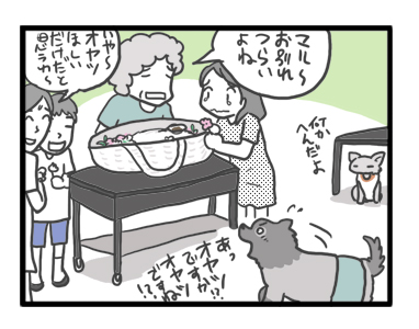 トク マルチーズ スピッツ 老犬 福 吠 おばあちゃん 亡 虹の橋 シニア ペット 心臓 臨終 葬式 骨 焼 まんが 漫画 マンガ