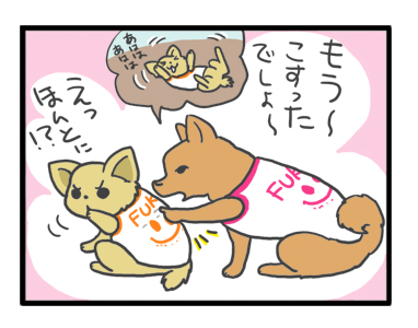 チワワ 老犬 福 吠 シニア ペット 柴 香港 外国 わんこ ワンコ 服 シャツ 冷感 名前 名入 犬 まんが 漫画 マンガ