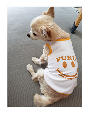 チワワ 老犬 福 吠 シニア ペット 柴 香港 外国 わんこ ワンコ 服 シャツ 冷感 名前 名入 犬 まんが 漫画 マンガ