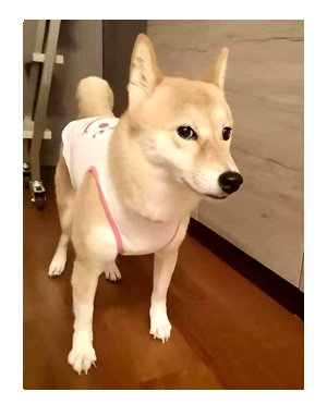 チワワ 老犬 福 吠 シニア ペット 柴 香港 外国 わんこ ワンコ 服 シャツ 冷感 名前 名入 犬 まんが 漫画 マンガ