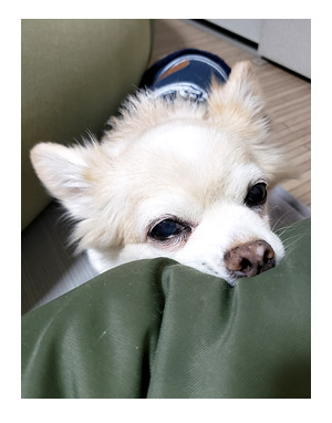 チワワ 老犬 福 吠 おじいちゃん シニア ペット アンチ 老化 防止 若 返 オキシトシン ホルモン 爺 犬 まんが 漫画 マンガ
