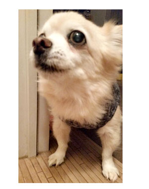 チワワ 老犬 福 吠 シッター 留守番 旅 世話 シニア ペット 心臓 心臓病 クッシング 爺 犬 まんが 漫画 マンガ