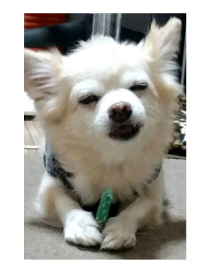 チワワ 老犬 福 吠 シッター 留守番 旅 世話 シニア ペット 心臓 心臓病 クッシング 爺 犬 まんが 漫画 マンガ