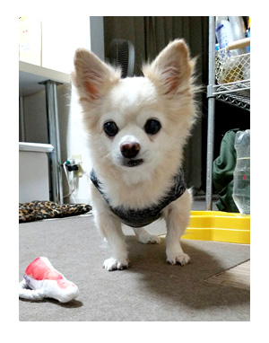 チワワ 老犬 福 吠 シッター 留守番 旅 世話 シニア ペット 心臓 心臓病 クッシング 爺 犬 まんが 漫画 マンガ