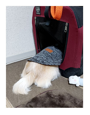 チワワ 老犬 福 吠 シッター 留守番 旅 世話 シニア ペット 心臓 心臓病 クッシング 爺 犬 まんが 漫画 マンガ