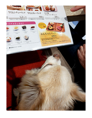 チワワ 老犬 福 吠 わんこ ワンコ 一緒 食 外食 焼肉 シニア ペット ドッグ カフェ 店 爺 犬 まんが 漫画 マンガ