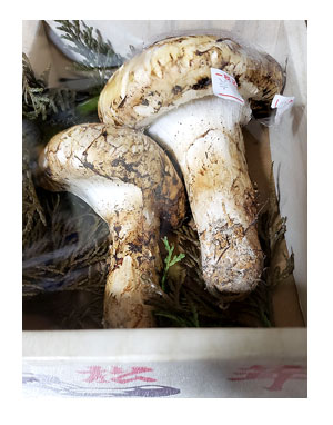 チワワ 老犬 福 吠 わんこ ワンコ 一緒 食 外食 焼肉 シニア ペット ドッグ カフェ 店 爺 犬 まんが 漫画 マンガ