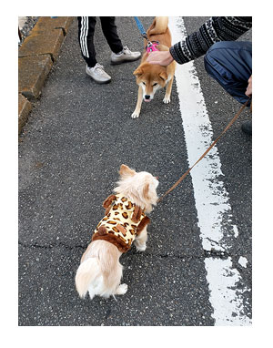 チワワ 老犬 福 吠 若い ワンコ 散歩 挨拶 遊び 誘う 相手 シニア ペット 心臓 爺 犬 まんが 漫画 マンガ