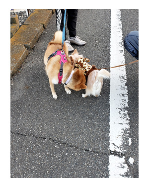 チワワ 老犬 福 吠 若い ワンコ 散歩 挨拶 遊び 誘う 相手 シニア ペット 心臓 爺 犬 まんが 漫画 マンガ