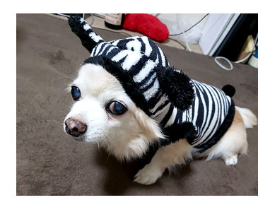 チワワ 老犬 福 吠 ダイソー 300 犬服 可愛い 動物 柄 シニア ペット 心臓 爺 犬 まんが 漫画 マンガ