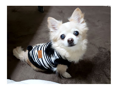 チワワ 老犬 福 吠 ダイソー 300 犬服 可愛い 動物 柄 シニア ペット 心臓 爺 犬 まんが 漫画 マンガ