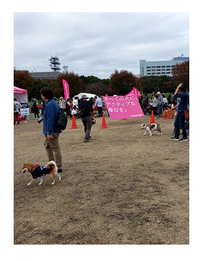 チワワ 老犬 福 吠 旅 しっぽ ドッグ フェスタ イベント 立川 sippo シニア ペット 心臓 爺 犬 まんが 漫画 マンガ