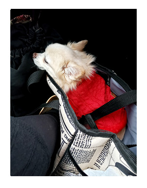 チワワ 老犬 福 吠 旅 しっぽ ドッグ フェスタ イベント 立川 sippo シニア ペット 心臓 爺 犬 まんが 漫画 マンガ