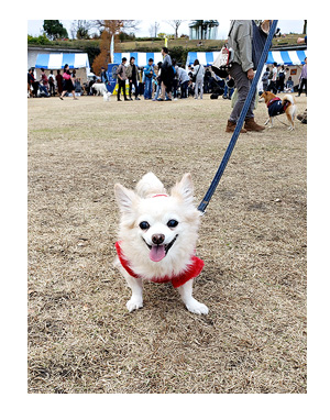 チワワ 老犬 福 吠 旅 しっぽ ドッグ フェスタ イベント 立川 sippo シニア ペット 心臓 爺 犬 まんが 漫画 マンガ