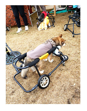 チワワ 老犬 福 吠 旅 しっぽ ドッグ フェスタ イベント 立川 sippo シニア ペット 心臓 爺 犬 まんが 漫画 マンガ