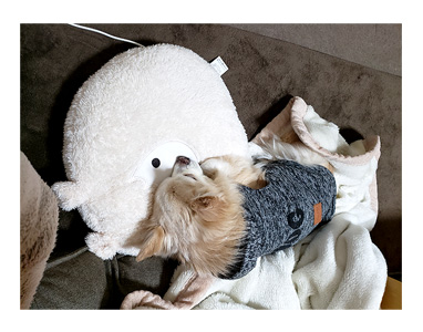 チワワ 老犬 福 吠 旅 しっぽ ドッグ フェスタ イベント 立川 sippo シニア ペット 心臓 爺 犬 まんが 漫画 マンガ