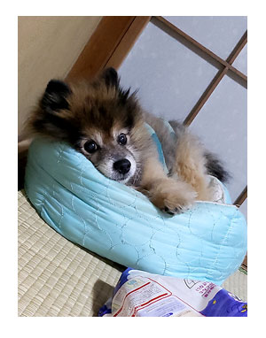 チワワ 老犬 福 吠 旅行 預 実家 ポメ 親 シッター シニア ペット 心臓 爺 犬 まんが 漫画 マンガ