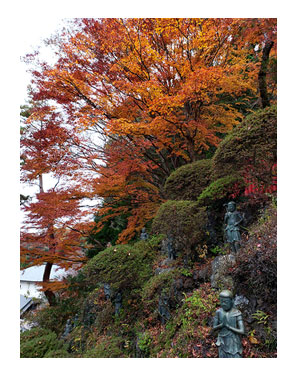 チワワ わんこ 老犬 福 吠 シニア ペット 高尾山 たかお 紅葉 秋 山 登山 犬 イラスト 絵 まんが 漫画 マンガ