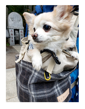 チワワ わんこ 老犬 福 吠 シニア ペット 高尾山 たかお 紅葉 秋 山 登山 犬 イラスト 絵 まんが 漫画 マンガ