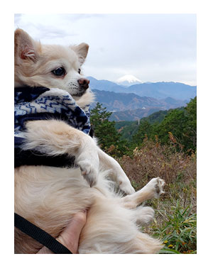 チワワ わんこ 老犬 福 吠 シニア ペット 高尾山 たかお 紅葉 秋 山 登山 犬 イラスト 絵 まんが 漫画 マンガ