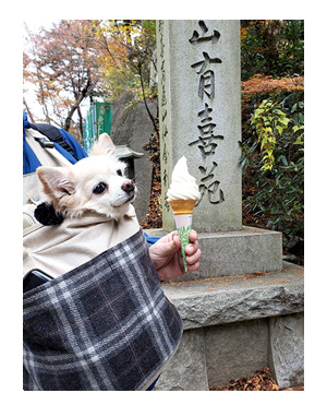 チワワ わんこ 老犬 福 吠 シニア ペット 高尾山 たかお 紅葉 秋 山 登山 犬 イラスト 絵 まんが 漫画 マンガ