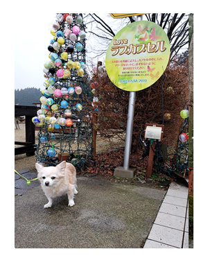 那須 栃木 なす 高原 れすた 犬連れ 旅行 犬ok 旅 チワワ わんこ おじい 老犬 福 吠 シニア ペット 心臓 犬 イラスト 絵 まんが 漫画 マンガ