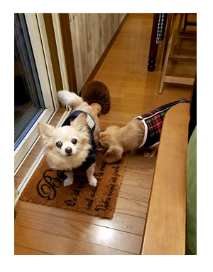 那須 栃木 なす 高原 れすた 犬連れ 旅行 犬ok 旅 チワワ わんこ おじい 老犬 福 吠 シニア ペット 心臓 犬 イラスト 絵 まんが 漫画 マンガ