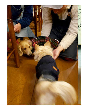 那須 栃木 なす 高原 れすた 犬連れ 旅行 犬ok 旅 チワワ わんこ おじい 老犬 福 吠 シニア ペット 心臓 犬 イラスト 絵 まんが 漫画 マンガ