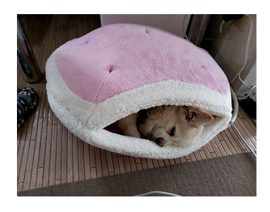 マカロン どらやき ペット ベッド ドーム 留守番 保温 カーペット わんこ おじい 老犬 福 吠 シニア ペット 心臓 犬 イラスト 絵 まんが 漫画 マンガ