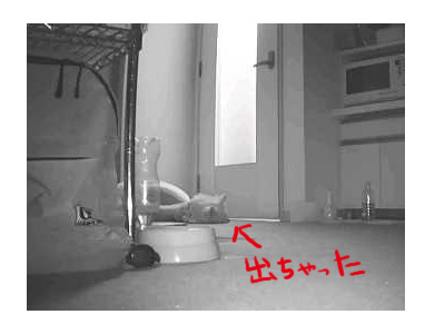 マカロン どらやき ペット ベッド ドーム 留守番 保温 カーペット わんこ おじい 老犬 福 吠 シニア ペット 心臓 犬 イラスト 絵 まんが 漫画 マンガ